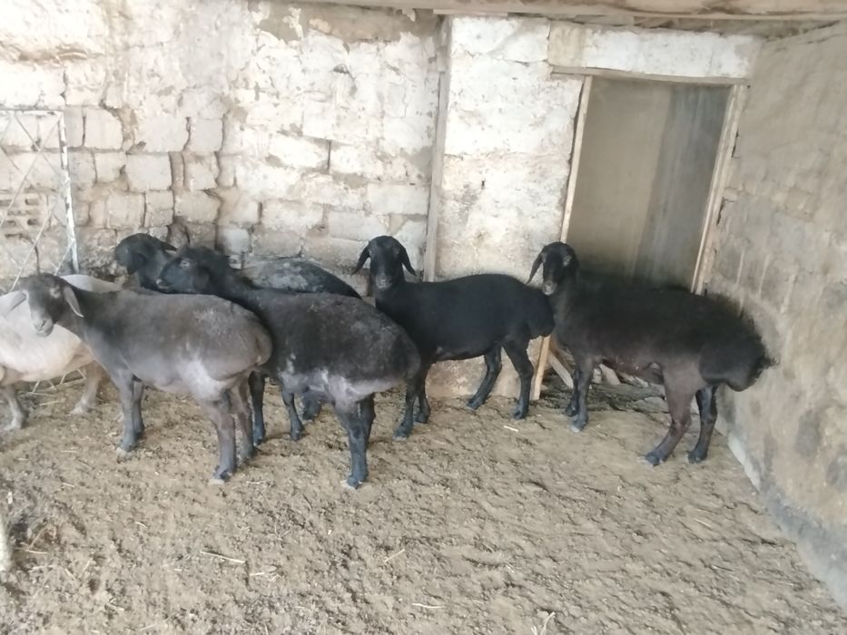 qŏy va tuğmagan bara, yaxshi boqilgan, va zotgayam bõladi, sifati alo!