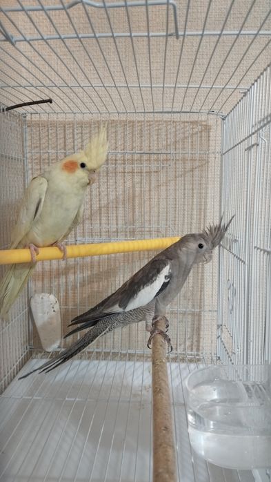 Корелла с клеткой