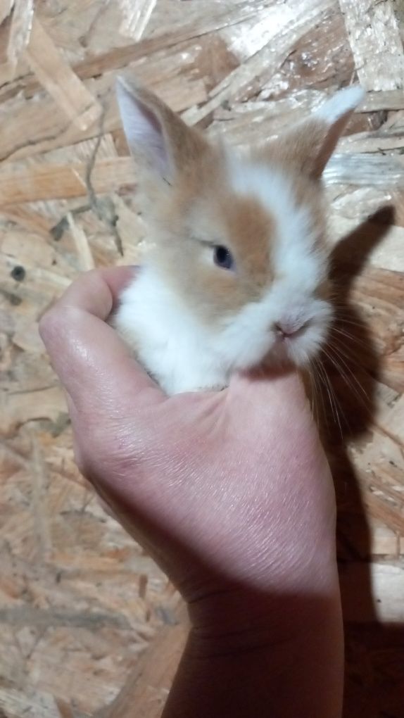 Pui de iepure - o luna