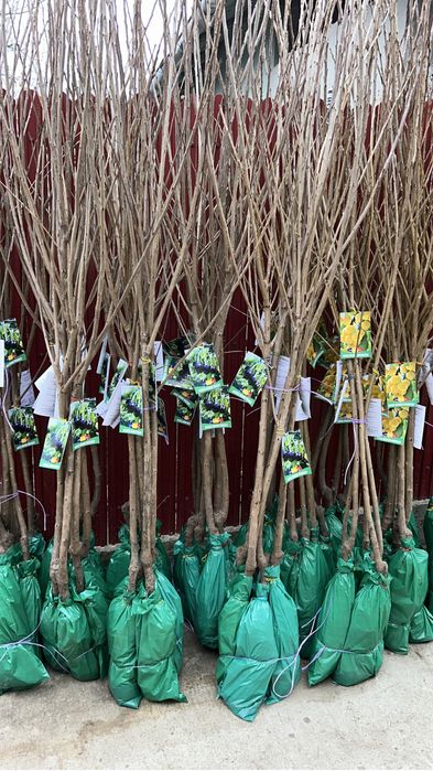 Pomi Fructiferi Certificati Si Ambalati Pentru Revanzare