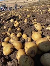 Продавам картофи за семе сорт Сорая, Агата, Ривиера, Карера