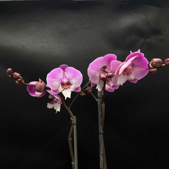 Орхидеи в огромном ассортименте