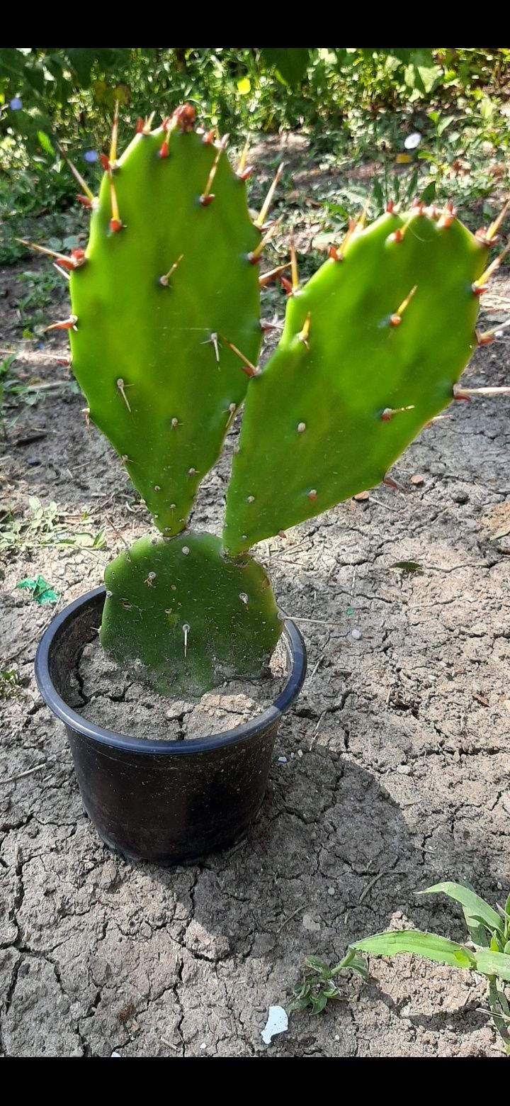 Cactuși plantați in ghiveci