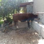 Парода букалар сотилади