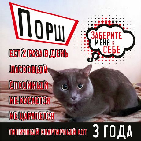 ОТДАМ кота-русского голубого за шоколадку