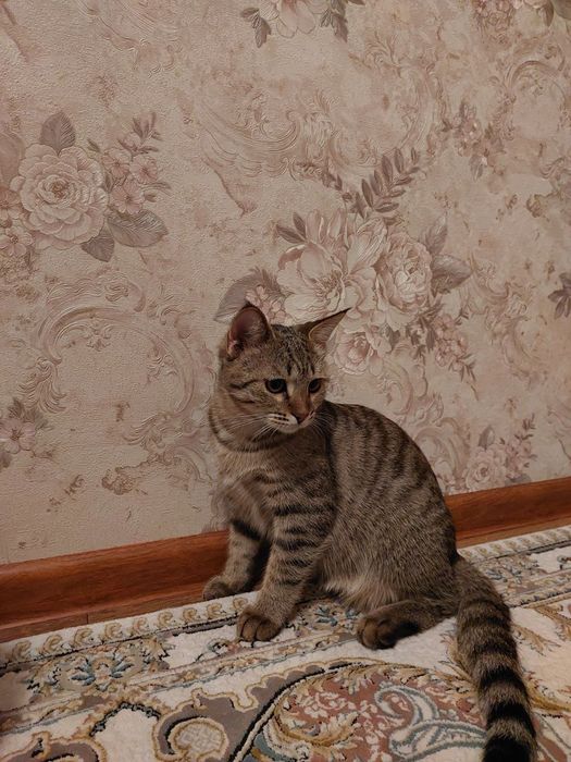 Кошки  5  месяцев , отдадим даром