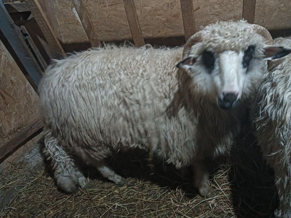 Vând berbec din primavara