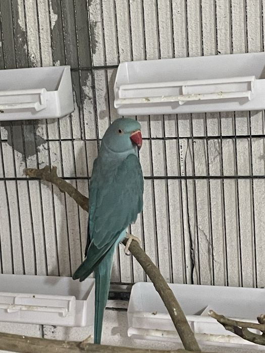 Papagal Micul Alexandru