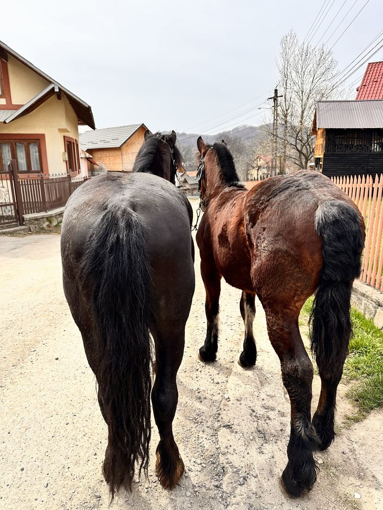 De vanzare ce se vede in poze