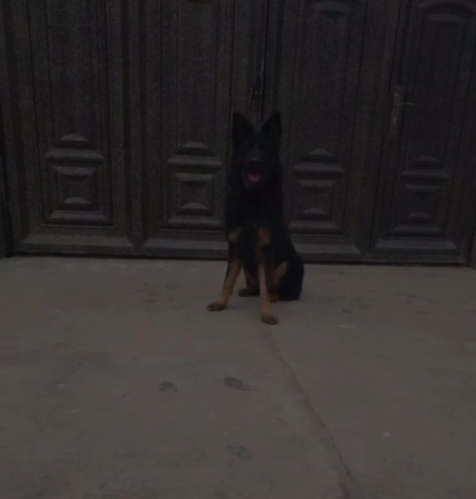 Тоза конли немис афчаркаси сотилади (айик калла)