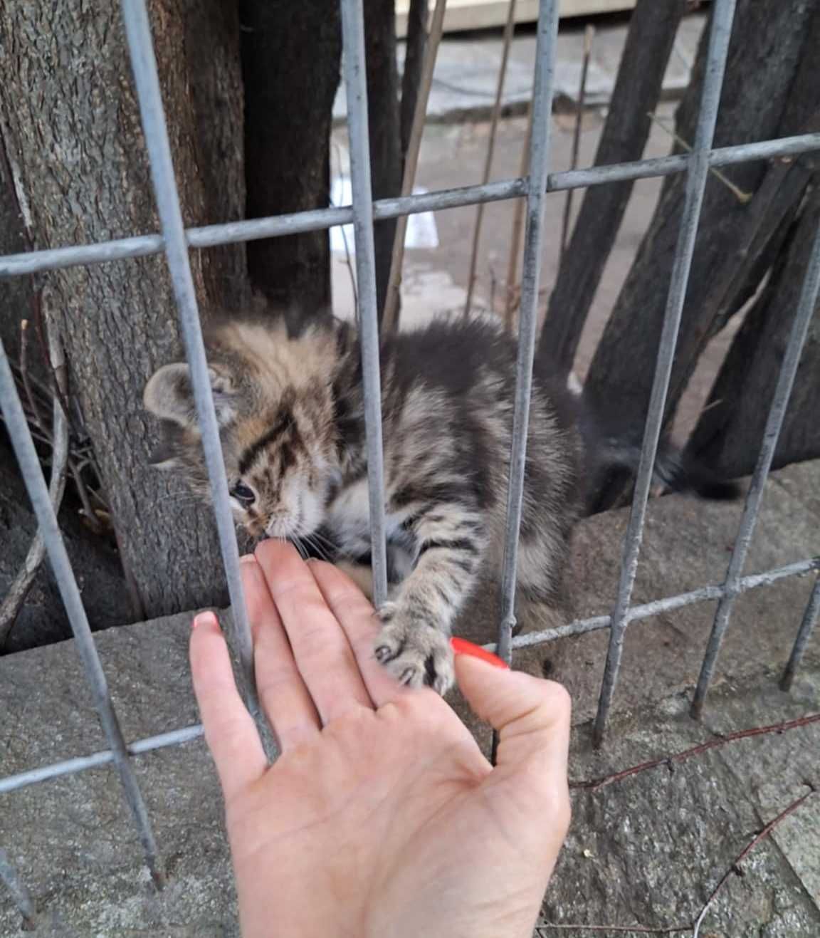 30-дневно женско коте от София търси дом!