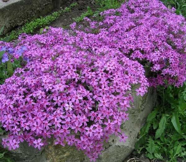 Флокс стелещ - Phlox subulata