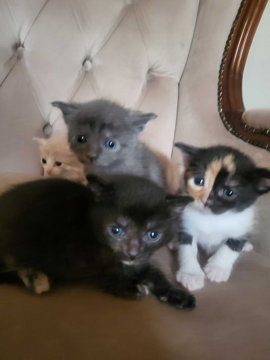 Oferim in Adoptie