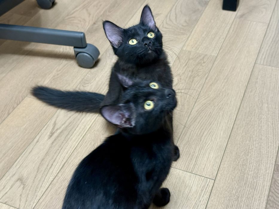 Котята мальчики черные