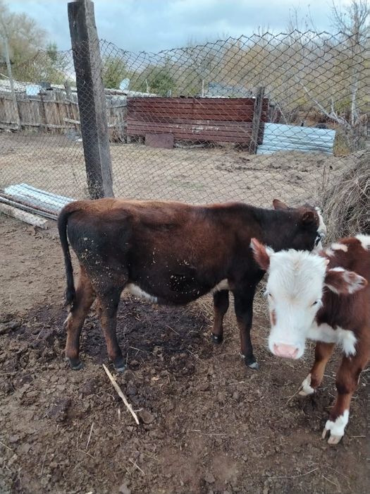 продам бычков...