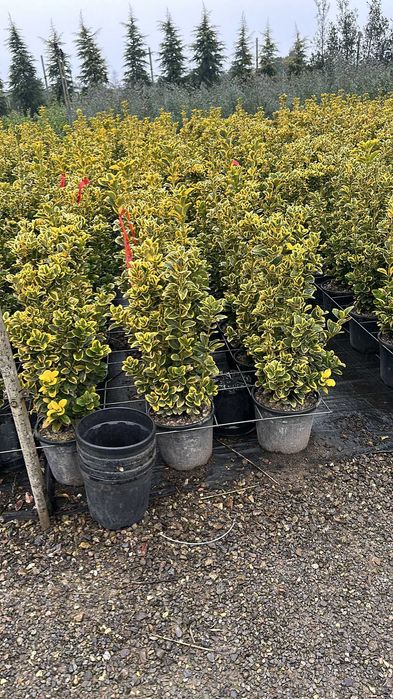 Evounymous oferte de primavara