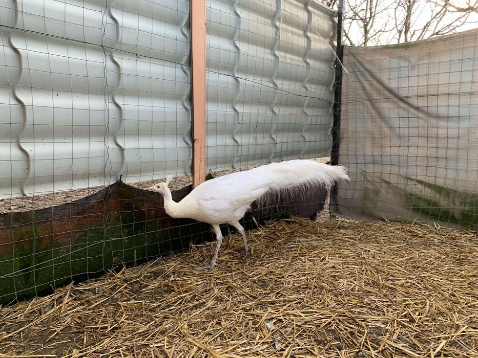 Paun spalding alb matur