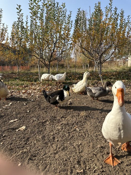 6 утки 3 гус продам домашный