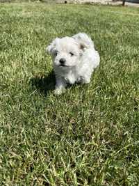 Fetiță bichon maltez mini toy cu pedigree