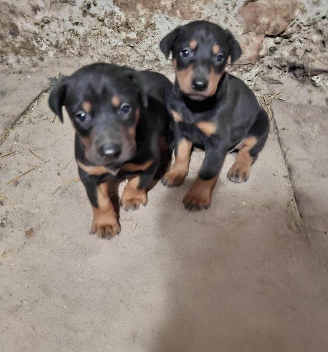 Мъжки малък доберман