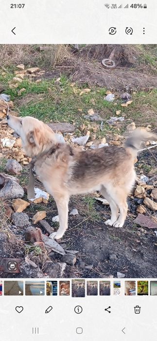 Отдам собаку в добрые руки