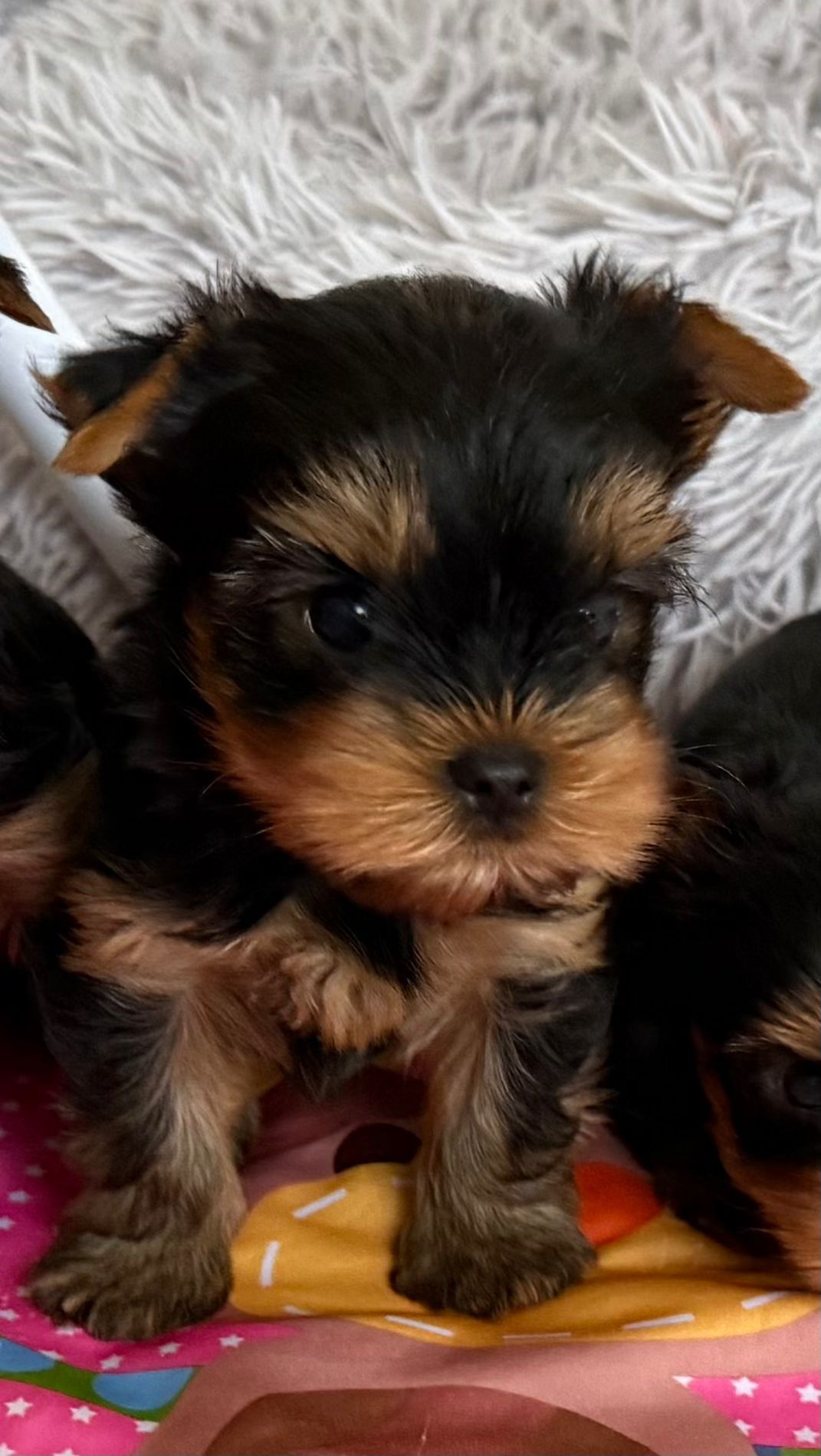 Yorkshire Terrier pedigree ACHR/FCI