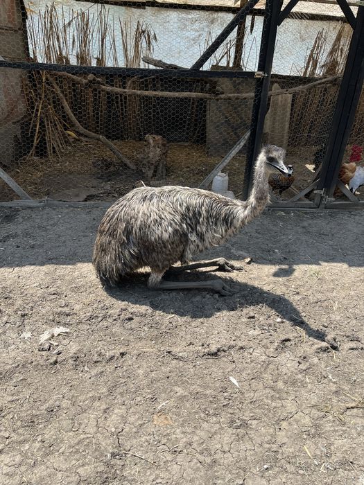Disponibili struți nandu, emu și struți negrii africani
