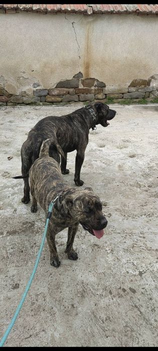 Кучета -Перо де преса канарио