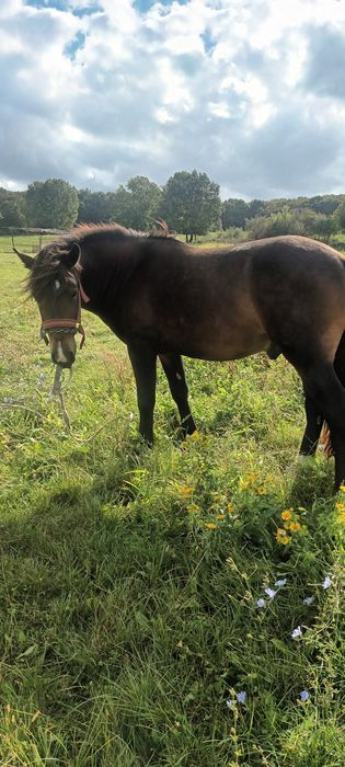 Vand sau schimb cu vitei