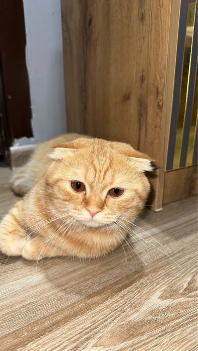 Продам Скоттиш фолд