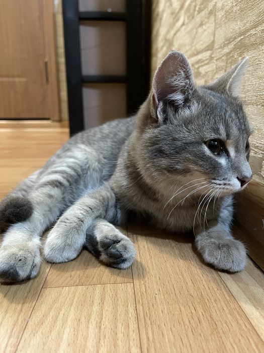 Котенок ищет дом