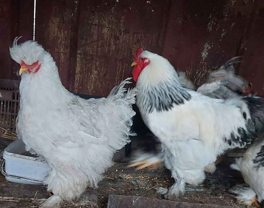 Cocoși crescuți la țară