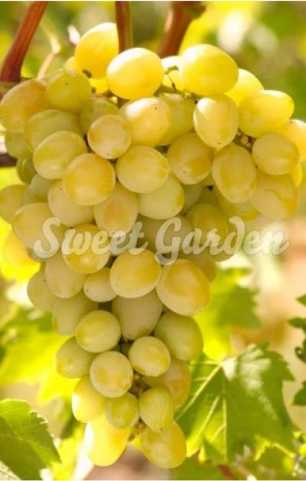 Vita de vie altoita de vânzare