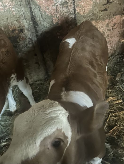 Vând vițea de 7 saptamâni
