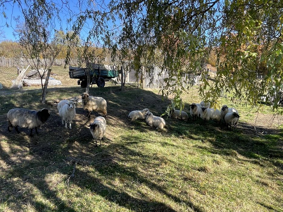 Anunț de vânzare – oi metiș carabașa + berbec