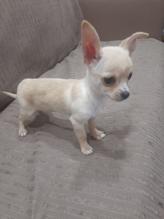 Чихуахуа мини момченце