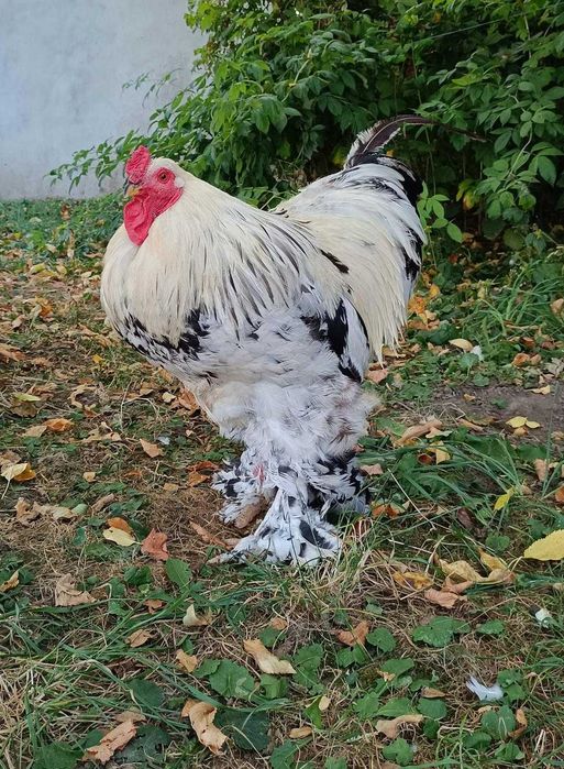 cucos brahma de vanzare