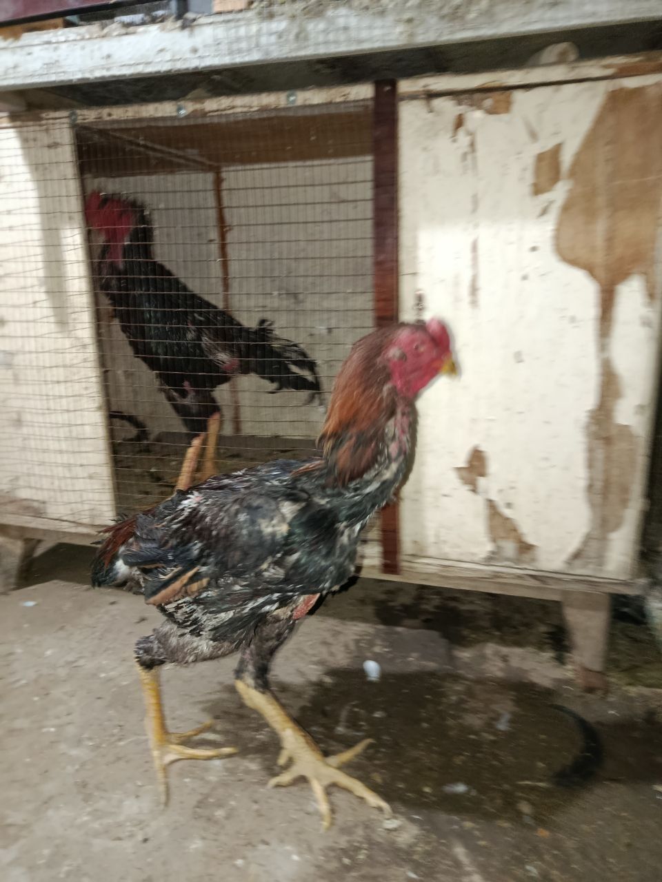 Xòroz sotiladi pircha