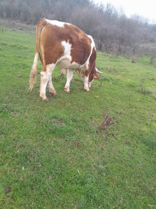 Vand o vaca si un junc