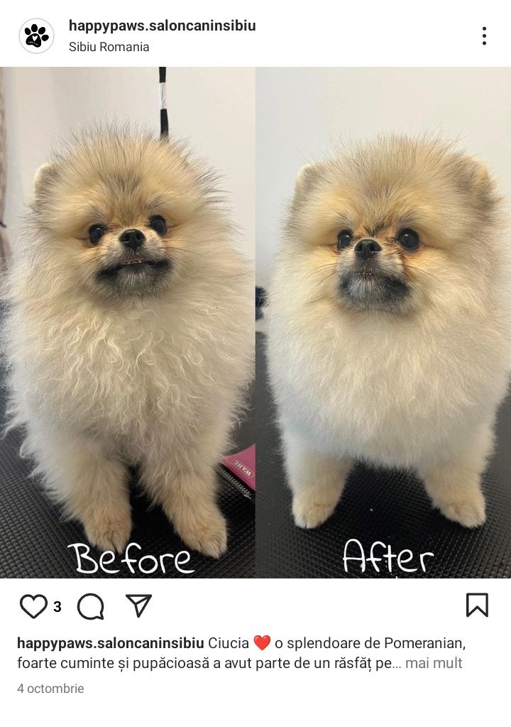 Frizerie canină și la domiciliu , tuns cătei , tund caini , grooming