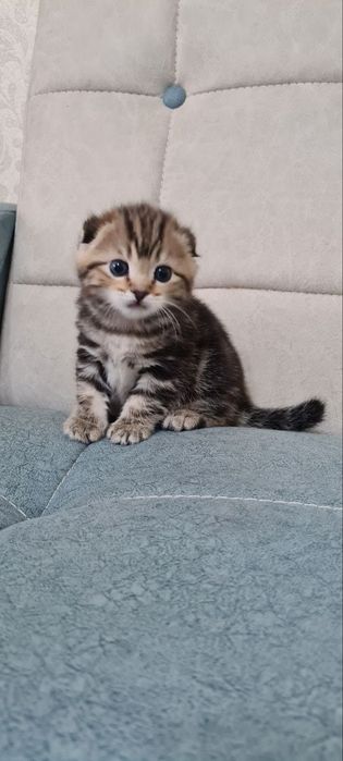 Продаются котята шотландские