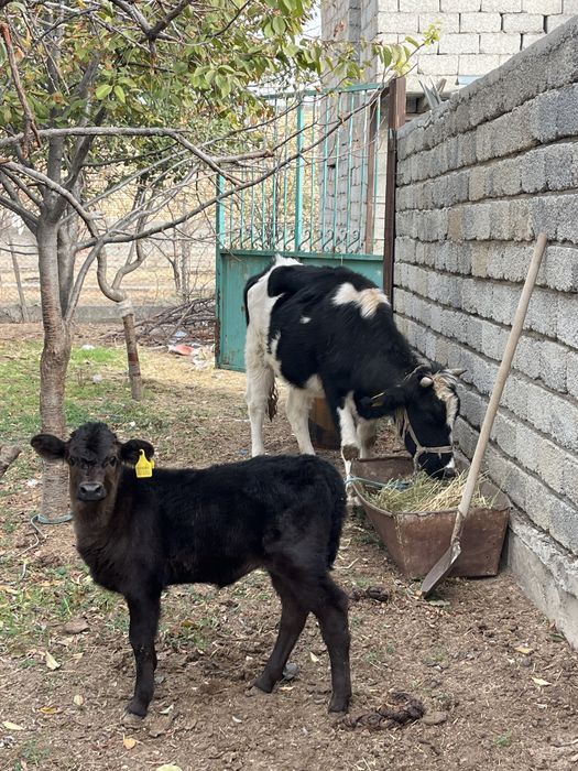 Сиыр бузауымен