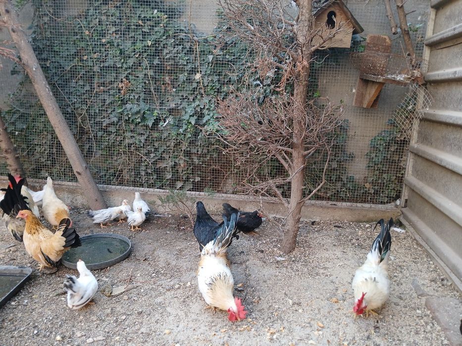 Vand sau schimb canari papagali si gaini