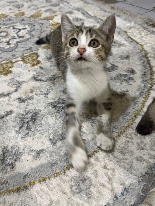 Котёнок мальчик даром