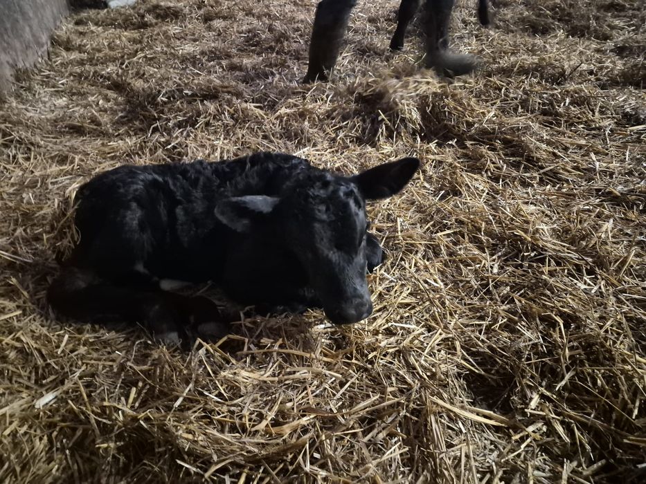 Viței sugari 5 bucăți