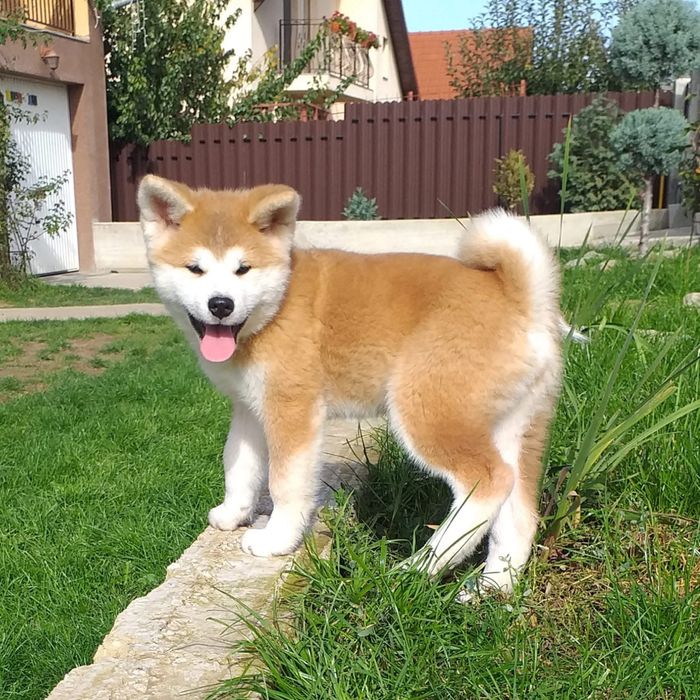 Akita inu japonez pedigree tip A