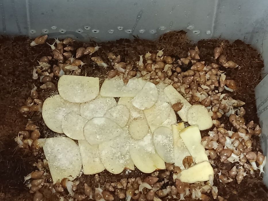 продаётся улитки