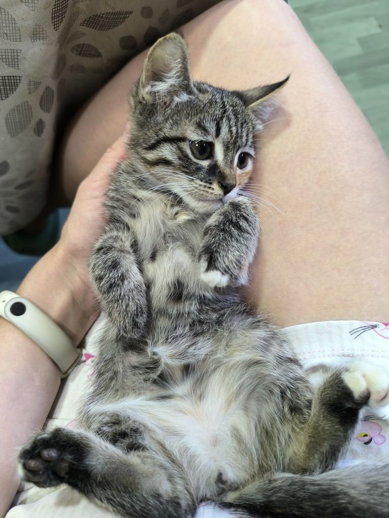 Отдам даром исключительно в хорошие руки двух котят.