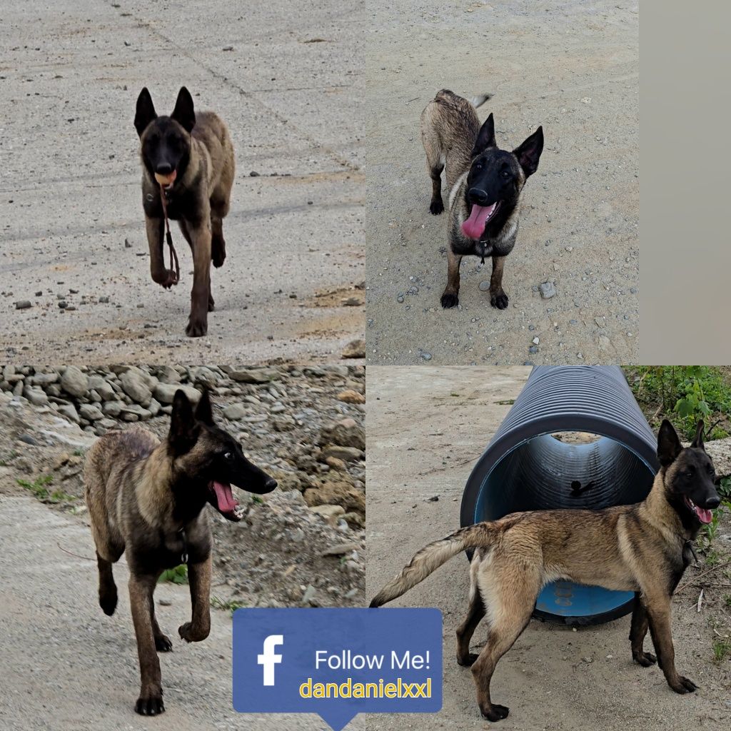 Ciobănesc Belgian malinois femela