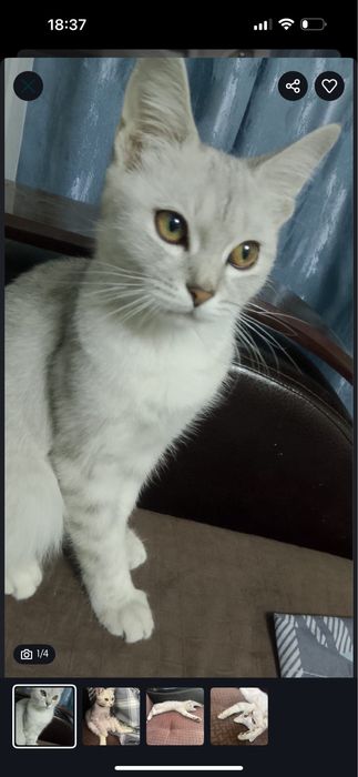 Шотландская прямоухая кошка